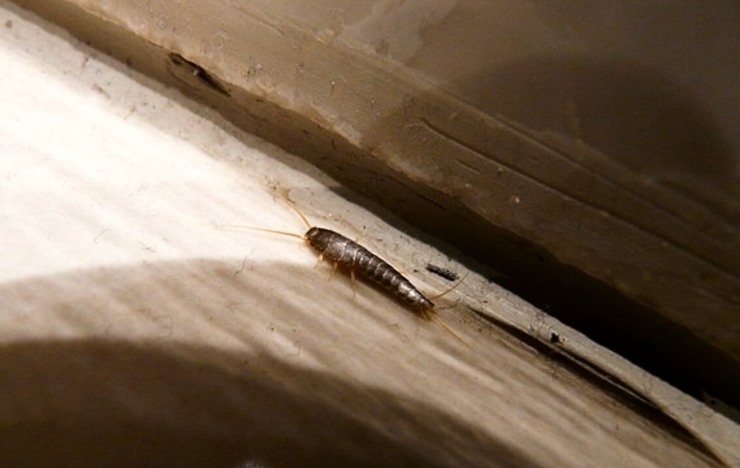 Pesciolino d'argento - Fsi.it