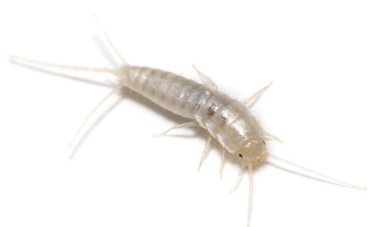 Pesciolino d'argento - Fsi.it