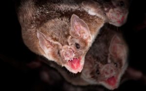 Pipistrello in primo piano che mostra i denti
