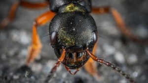 insetto killer - fsi.it