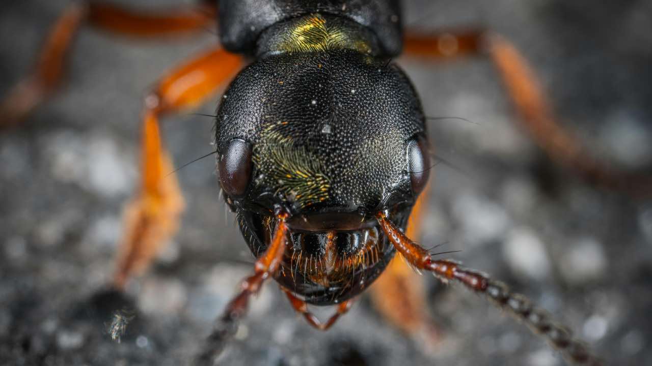 insetto killer - fsi.it